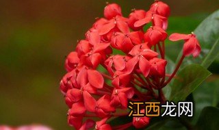 龙船花花谢后怎么处理 具体需要怎么操作