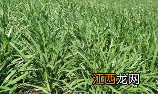 韭菜怎么种 韭菜种植方法