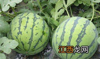 西瓜籽怎么种 西瓜籽种植方法