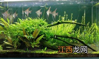 水草怎么种 需要放泥沙吗