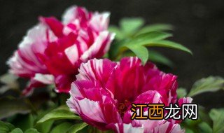 仙家供什么花 仙家供花推荐