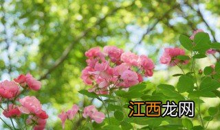 初夏是什么时候 初夏指什么时候