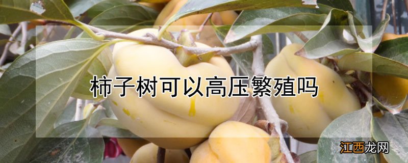 柿子树可以高压繁殖吗