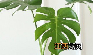 龟背竹的栽培方法 龟背竹养植方法