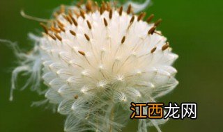 什么植物靠风传播种子 植物用什么办法散播种子