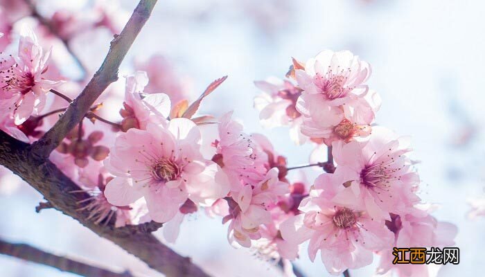 三四月份开的花有哪些品种 三四月份开的花有哪些