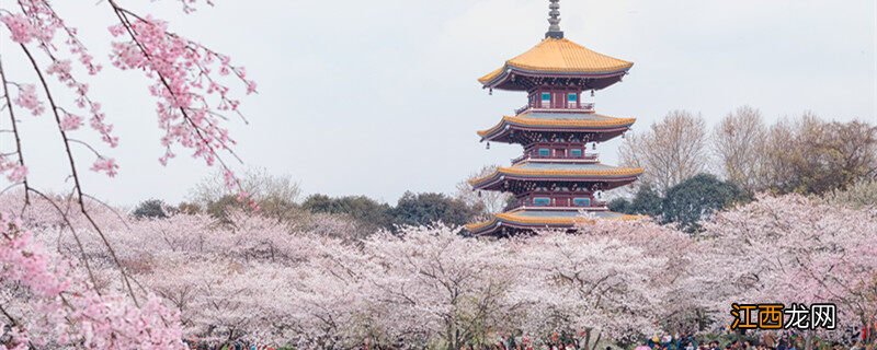 中国樱花开花时间几点 中国樱花开花时间