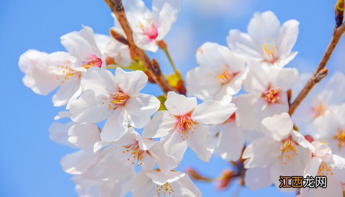 中国樱花开花时间几点 中国樱花开花时间