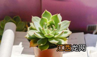 夏天怎么养多肉植物 夏天如何养殖多肉