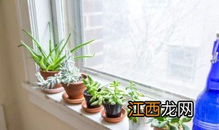 厨房适合放什么植物 可以参考这些植物