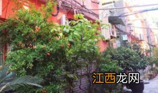 厂门口适合种什么植物 厂门口种什么植物比较好