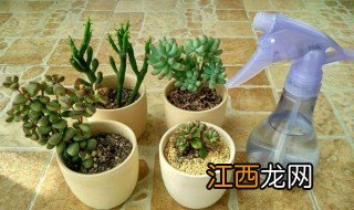 多肉植物怎么浇水 多肉植物浇水方法