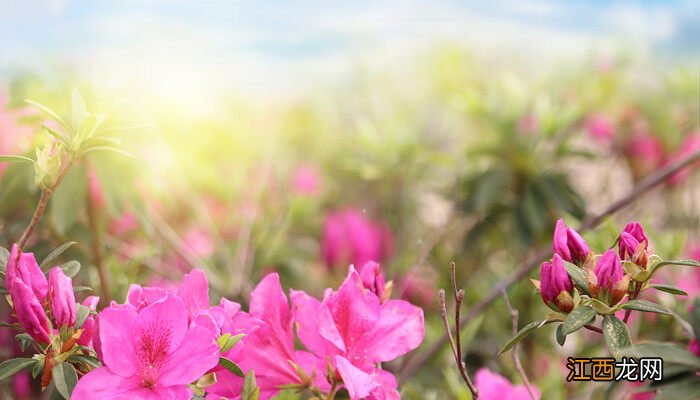 芍药花的花语和寓意是什么 芍药花的花语和寓意