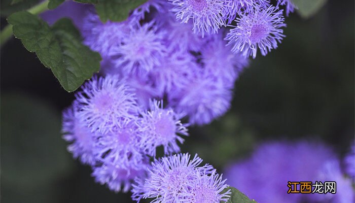 蓟花的花语和寓意是什么 蓟花的花语和寓意