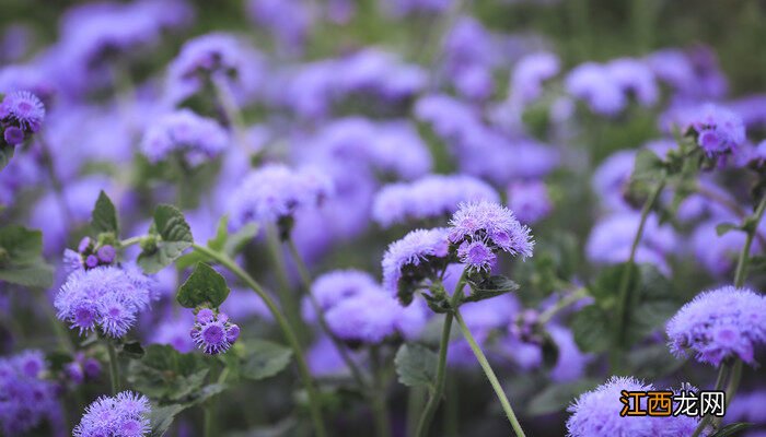 蓟花的花语和寓意是什么 蓟花的花语和寓意