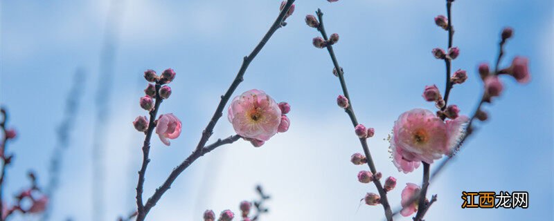 夏季梅花落叶还能长出来吗图片 夏季梅花落叶还能长出来吗