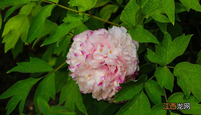 白芍药的花语和寓意是什么 白芍药的花语和寓意