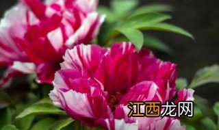 牡丹花节是什么时候 牡丹花节是什么时候开始的