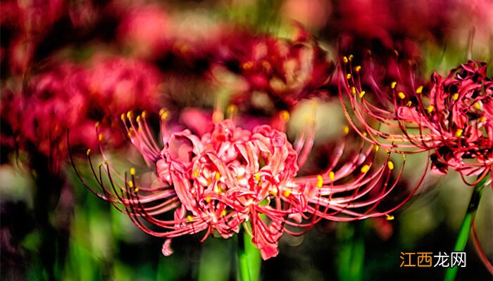 红蜘蛛最怕的三种东西 家庭有效杀红蜘蛛方法