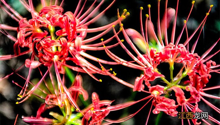 红蜘蛛最怕的三种东西 家庭有效杀红蜘蛛方法