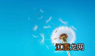 蒲公英好种植吗 蒲公英好不好种植