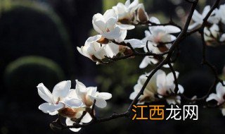 玉兰花什么时候开花 什么时候玉兰花开