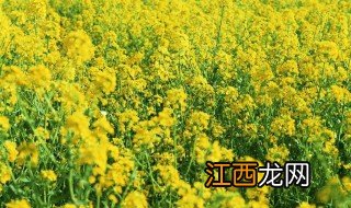 油菜花什么时候开花 油菜花开花时间