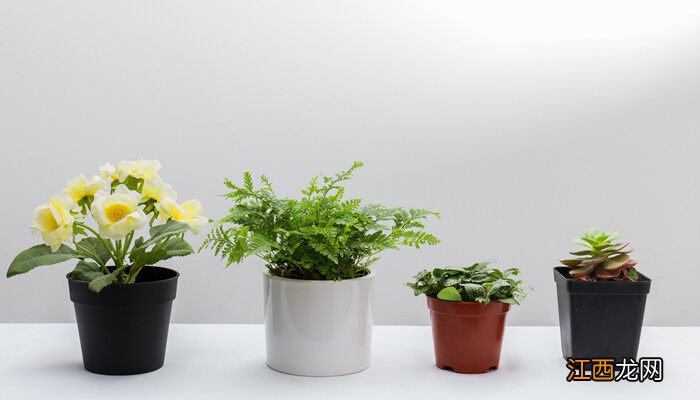 莲花掌的养殖方法及注意事项视频 莲花掌的养殖方法及注意事项