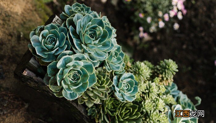 莲花掌的养殖方法及注意事项视频 莲花掌的养殖方法及注意事项