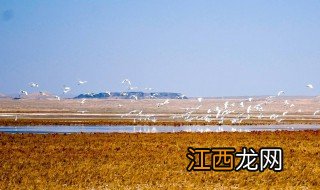 景泰白墩子湿地公园地址 接下来带大家了解一下