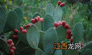 仙人掌果实特点 仙人掌果实有哪些特点