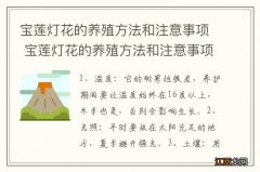 宝莲灯花的养殖方法和注意事项 宝莲灯花的养殖方法和注意事项简述