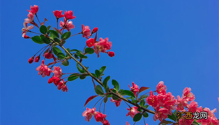 竹节海棠有毒吗能放卧室吗 竹节海棠有毒吗