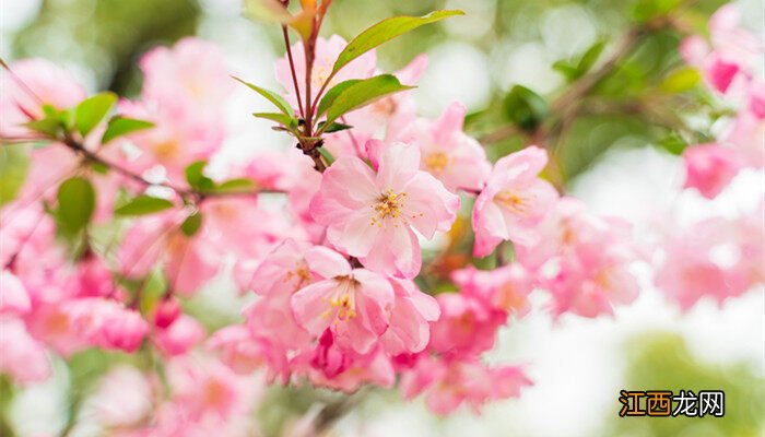 竹节海棠有毒吗能放卧室吗 竹节海棠有毒吗