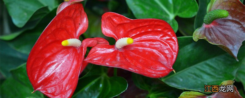 关于花烛花的花语 花烛的花语和寓意