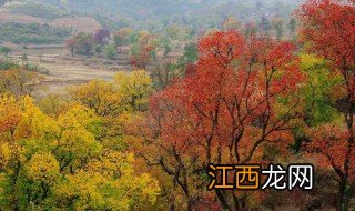 大悟红叶景区要门票吗 来个景点一日游吧