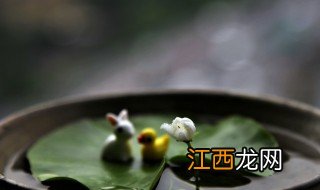 一叶莲的养殖方法和注意事项 养一叶莲要用什么水