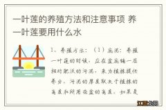 一叶莲的养殖方法和注意事项 养一叶莲要用什么水