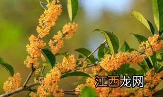 桂花什么季节换盆好，桂花什么季节换盆好活