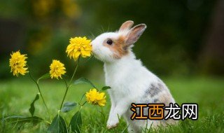 元宵节是什么动物的节日 元宵节是什么动物