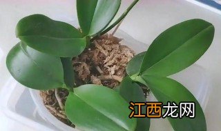 蝴蝶兰什么季节换盆，蝴蝶兰怎样换盆,几月份换好