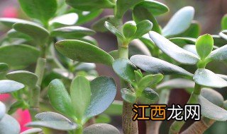 什么季节修剪玉树花枝，什么季节修剪玉树花枝比较好