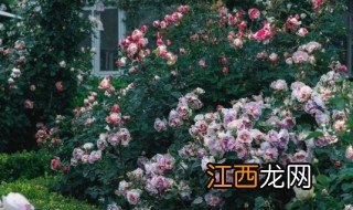 绿化什么季节适合修剪 绿化什么季节适合修剪呢