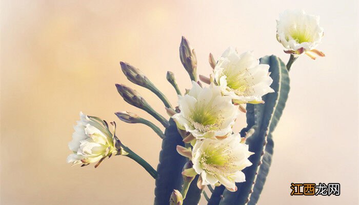 仙人掌类植物名称大全 仙人掌类植物有哪些