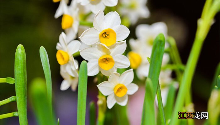 水仙花怎么养才开花快? 水仙花怎么养才开花