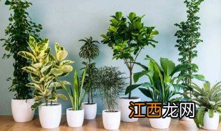 家里必养的植物 最适合家里养的植物