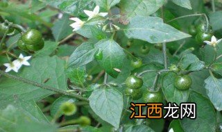 龙尾葵种植方法 龙尾葵种植方法简述