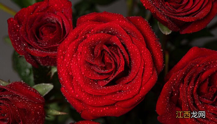 如何制作干花保持颜色不变 如何制作干花