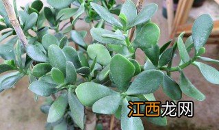 什么季节玉树换盆最好养 什么季节玉树换盆最好