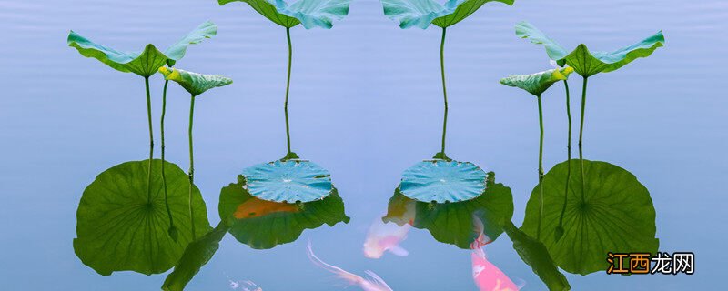 锦鲤容易得什么病如何防治 锦鲤容易得什么病